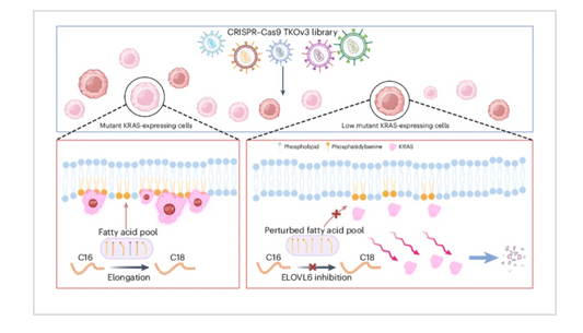KRAS-G12V標靶治療現突破 ELOVL6抑制開闢癌症治療新路向